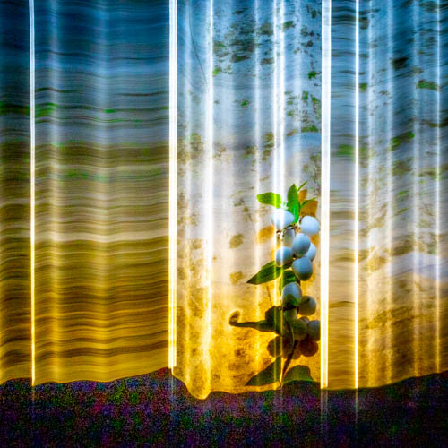 symphoricarpos_albus 4