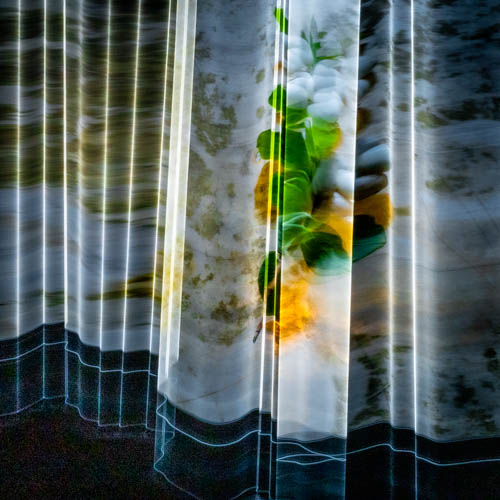 symphoricarpos_albus 3