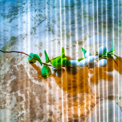 symphoricarpos_albus 2