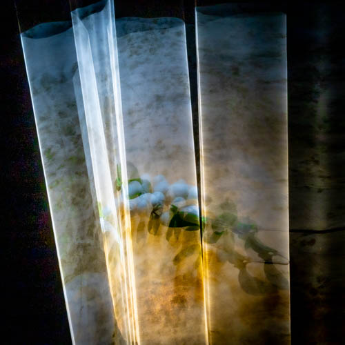 symphoricarpos_albus 1